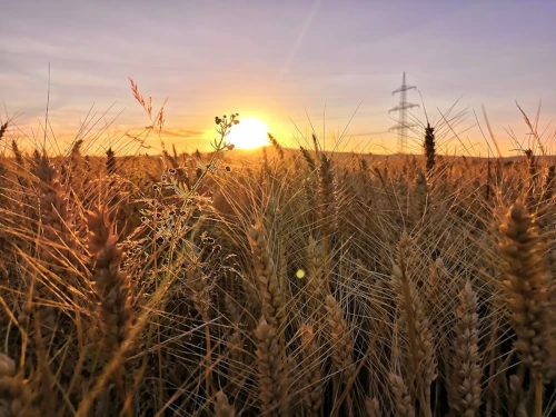 Sunset over a beautiful barley field.