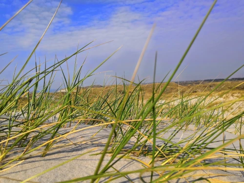 Fresh grass at the beach