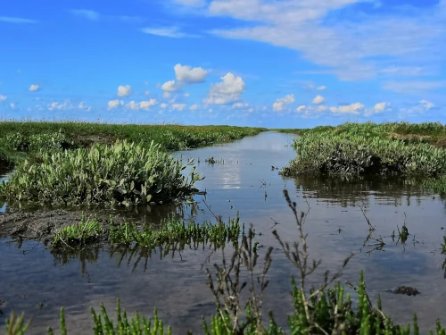 Salt marshes at low tide