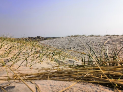 Grass interspersed beach